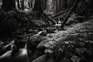 Running Water Gallery: Secret Forest. Creator: Joshua Johnston