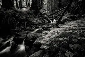 Pacific North West Prints: Secret Forest. Creator: Joshua Johnston