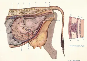 Cows Prints: Section of the abdomen of a cow, showing foetus in normal position, c1905 (c1910)