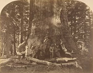 Biggest Gallery: Section of Grisly Giant, Mariposa Grove, 1861. Creator: Carleton Emmons Watkins