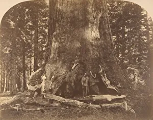 Watkins Carleton Emmons Prints: Section of Grisly Giant, Mariposa Grove, 1861. Creator: Carleton Emmons Watkins