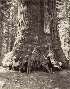 Carleton Emmons Collection: Section of the Grizzly Giant, 101 feet circumference, 1865-66, printed ca. 1876