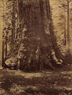 Carleton Emmons Collection: Section of the Grizzly Giant with Galen Clark, Mariposa Grove, Yosemite, 1865-66