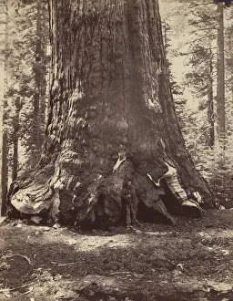 Section of the Grizzly Giant with Galen Clark, Mariposa Grove, Yosemite, 1865-66