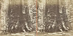 Watkins Carleton Emmons Prints: Section of the Grizzly Giant (tree), 33 ft. Diam. Mariposa Grove, Yosemite, 1861 / 76