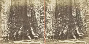 Carleton Emmons Watkins Gallery: Section of the Grizzly Giant (tree), 33 ft. Diam. Mariposa Grove, Yosemite, 1861 / 76