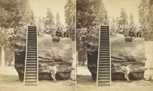 Big Tree Collection: Section of the Original Big Tree, 92 ft. in circumference, 1870 / 71