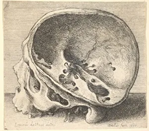 Sectioned skull in profile to left with the left side of the cranium removed, 1651 Sectioned skull in profile to left with the left side of the cranium removed, 1651