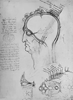 Eyesight Collection: Sections of a Mans Head Showing the Anatomy of the Eye, Etc. c1480 (1945). Artist: Leonardo da Vinci