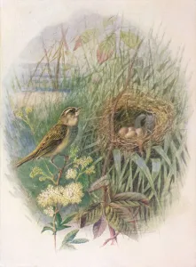 Arthur Landsborough Prints: Sedge-Warbler - Acroceph alus phragmi tis, c1910, (1910). Artist: George James Rankin