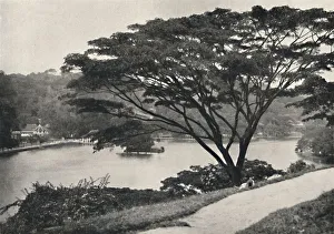 Kandy Gallery: See, Tempel des Heiligen Zahnes und Bibliothek in Kandy, vom Viktoria-Drive ach Osten gesehen, 192