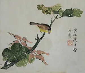 Qing Dynasty Prints: Seeds and Aleurites Cordata (?): Page from The Mustard Seed Garden Manual of