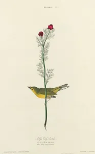 Lizars William Home Prints: Selbys Fly Catcher, 1827. Creator: William Home Lizars