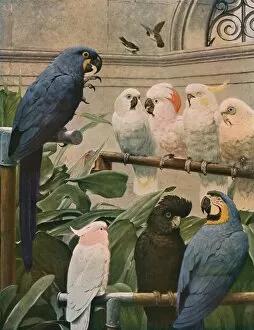 Parrot Collection: A Select Committee, 1891, (c1930). Creator: Henry Stacy Marks