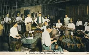 Production Gallery: Selecting the Cigar Wrappers, Havana, Cuba, c1910
