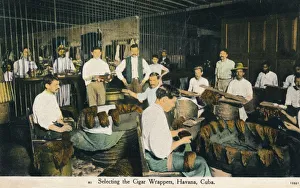 Wrapper Prints: Selecting the Cigar Wrappers, Havana, Cuba, c1910