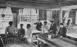 Booker T Prints: Selecting fruit for canning, 1904. Creator: Frances Benjamin Johnston
