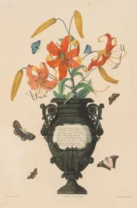 A Selection of Hexandrian Plants... : Tiger Lily, 1831-1832. Creator: Robert Havell (British