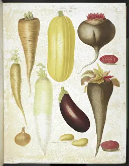 Potatoes Prints: A selection of vegetables, including aubergine