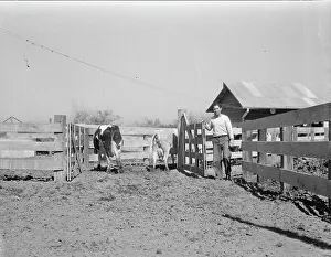 Resettlement Prints: Self-help cooperative dairy, near Santa Ana, California, 1936. Creator: Dorothea Lange
