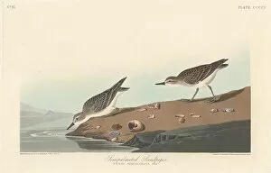 Ornithology Collection: Semi-palmated Sandpiper, 1838. Creator: Robert Havell