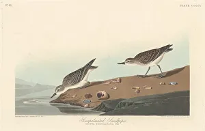 Robert Havell Prints: Semi-palmated Sandpiper, 1838. Creator: Robert Havell