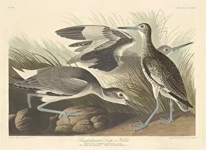 Wading Bird Gallery: Semi-palmated Snipe or Willet, 1835. Creator: Robert Havell