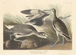 Wading Bird Gallery: Semi-palmated Snipe or Willet, 1835. Creator: Robert Havell