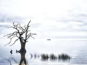 Branches Collection: Sentinel Cypress. Creator: Eve Turek