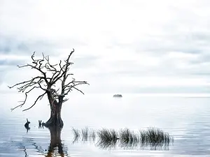 Silent Prints: Sentinel Cypress. Creator: Eve Turek
