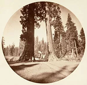 Big Tree Collection: The Sentinels - Calaveras Grove, ca. 1878. Creator: Carleton Emmons Watkins