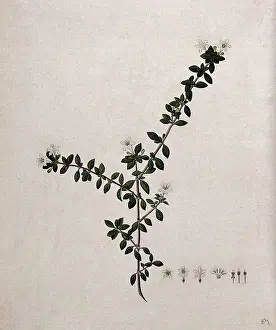 Serissa japonica (Thunb) Thunb: flowering stem and floral segments, (17--). Creator: Unknown