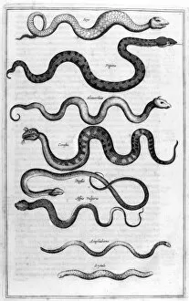 Athanasius Gallery: Serpents, 1675. Artist: Athanasius Kircher