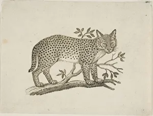 Alert Prints: The Serval, n. d. Creator: Thomas Bewick