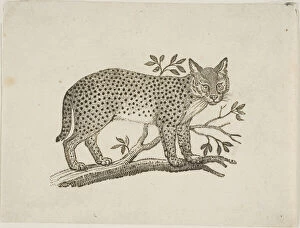 Woodcutwoodcut On Ivory Wove Paper Collection: The Serval, n.d. Creator: Thomas Bewick