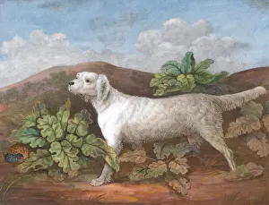 Partridge Prints: A Setter: Facing Left, with a Partridge Hiding among Burdocks on the Left, ca. 1805