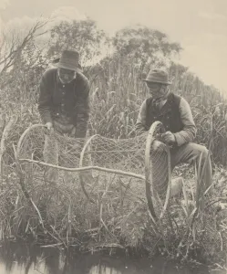 Eels Prints: Setting Up the Bow-Net, 1886. Creator: Dr Peter Henry Emerson