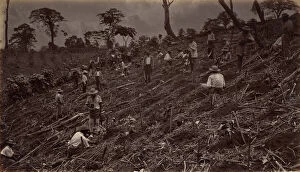 Images Dated 29th March 2021: Setting out a Coffee Plantation at Antigua de Guatemala, 1875, published 1877
