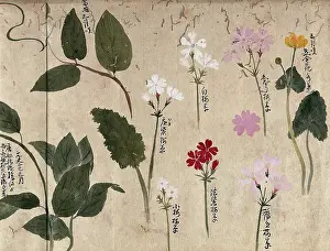 Pretty Prints: Seven flowering plants, one possibly a kingcup and six pinks (Dianthus species)