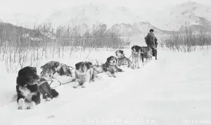 Dog Sled Prints: Seward and Susitna mail team, between c1900 and c1930. Creator: Unknown
