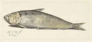 Scaly Prints: Shad, 1749. Creator: Johannes le Francq van Berkhey