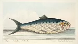 Herring Gallery: The Shad, from A Treatise on Fish and Fish-ponds, pub. 1832 (hand coloured engraving)