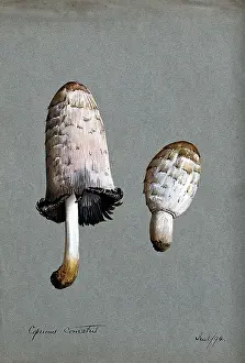Reaction Prints: Shaggy ink cap or lawyer's wig fungus (Coprinus comatus): two fruiting bodies
