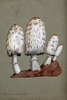 Soil Prints: Shaggy ink cap or lawyer's wig fungus (Coprinus comatus): fruiting bodies on soil