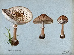 Mycology Prints: Shaggy parasol mushrooms (Lepiota rhacodes): three fruiting bodies, 1888. Creator: R Baker