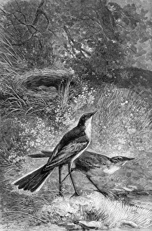 Sometimes in the shallows they boldly wade in search of prey, 1880. Creator: F Meaulle