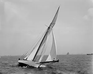 Shamrock, between 1890 and 1900. Creator: Johns Johnston