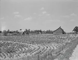 Sharecropping Prints: Sharecrop farm, Gaffney, South Carolina, 1937. Creator: Dorothea Lange