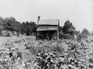 Homestead Prints: Sharecropper's cabin, cotton and corn