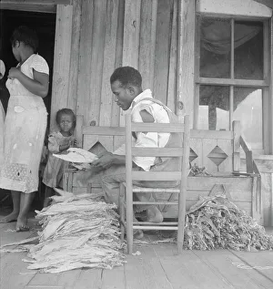 Tobacco Leaf Prints: Sharecroppers grade the cured leaves on the porches